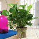 plants