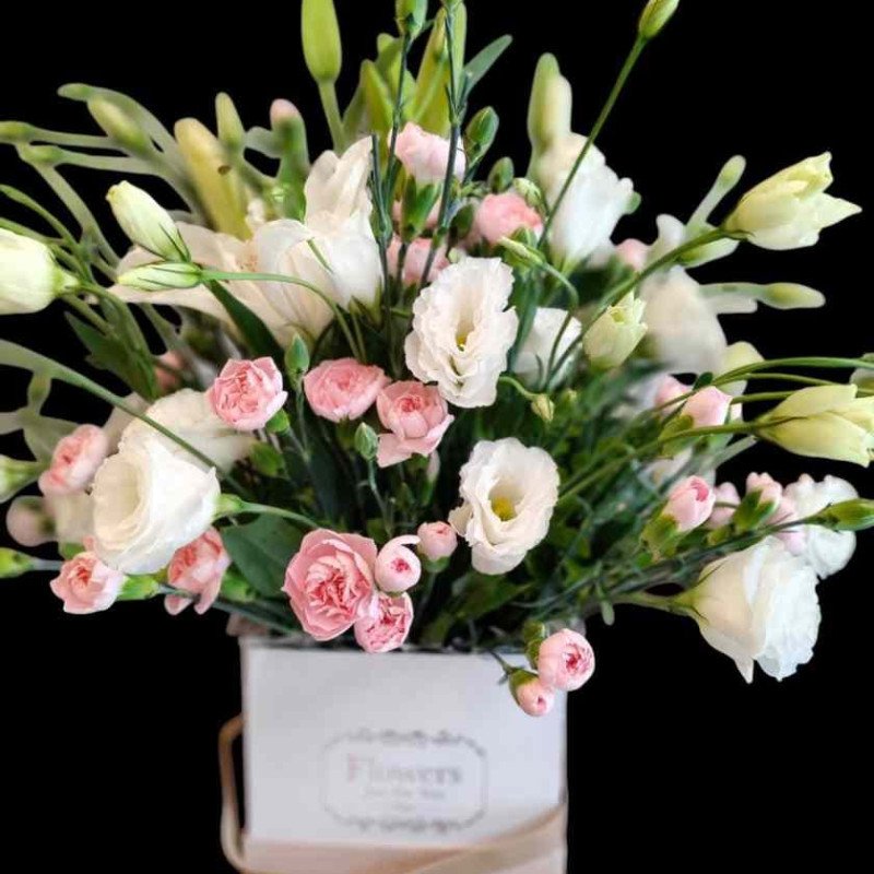 Pink whisper white lisianthus plant 